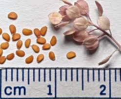 Attēlu rezultāti vaicājumam “Lepidium densiflorum bud”