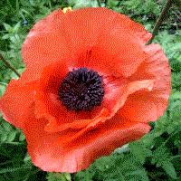 Attēlu rezultāti vaicājumam “Papaveraceae”