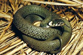 Image result for Ringelnatter