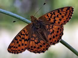 Attēlu rezultāti vaicājumam “Boloria aquilonaris”