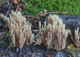 Attēlu rezultāti vaicājumam “Ramaria stricta”