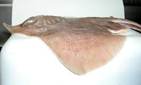 Image result for Leucoraja ocellata