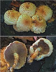 Attēlu rezultāti vaicājumam “Pholiota squarrosoides”