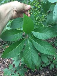 Attēlu rezultāti vaicājumam “Chionanthus virginicus leaf”