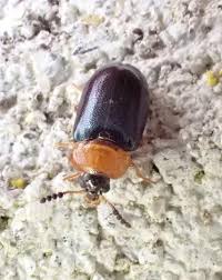 Attēlu rezultāti vaicājumam “Tetratoma fungorum”