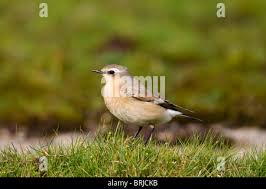Attēlu rezultāti vaicājumam “Oenanthe oenanthe juvenile”