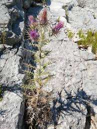 Image result for Ptilostemon afer