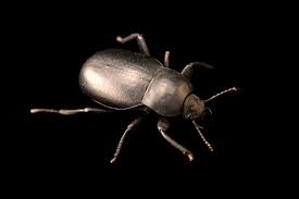 Attēlu rezultāti vaicājumam “Blaps mortisaga”