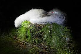 Image result for albatross dead chick