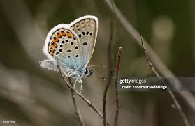 Attēlu rezultāti vaicājumam “Plebejus argus male”