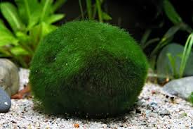 Imagini pentru Cladophora aegagropila