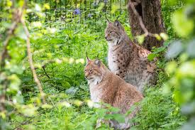Image result for Lancashire Lynx