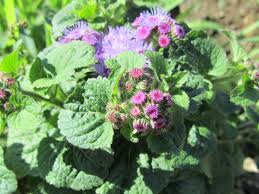 Image result for Ageratum mexicanum