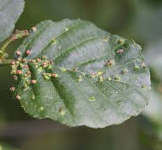 Attēlu rezultāti vaicājumam “Eriophyes laevis”