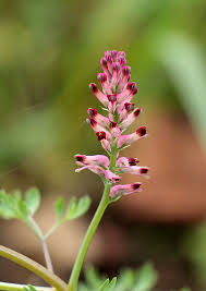 Attēlu rezultāti vaicājumam “Fumaria officinalis flower”