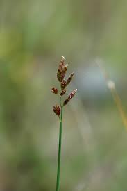 Attēlu rezultāti vaicājumam “Poa compressa”