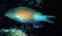 Image result for Scarus trispinosus