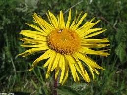 Image result for Inula hirta