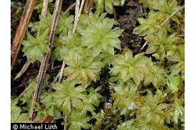 Attēlu rezultāti vaicājumam “Rhodobryum roseum”