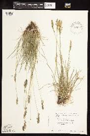 Attēlu rezultāti vaicājumam “Poa angustifolia”