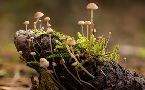 Attēlu rezultāti vaicājumam “Strobilurus esculentus”