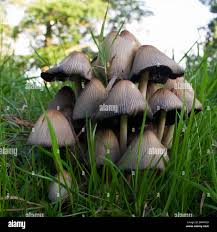 Attēlu rezultāti vaicājumam “Coprinus atramentarius”