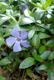 Attēlu rezultāti vaicājumam “Vinca minor”