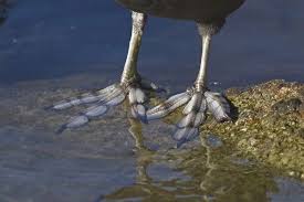 Attēlu rezultāti vaicājumam “Fulica atra adult”