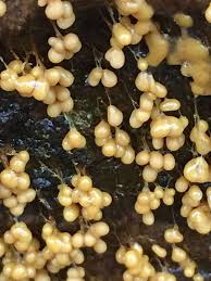 Attēlu rezultāti vaicājumam “Badhamia dubia spores”