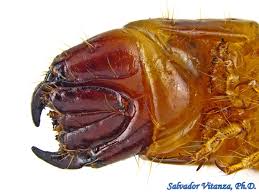 Attēlu rezultāti vaicājumam “Elateridae larva”