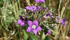 Image result for Legousia speculum-veneris