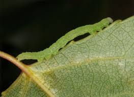 Attēlu rezultāti vaicājumam “Colobochyla salicalis”