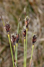 Attēlu rezultāti vaicājumam “Schoenus ferrugineus flower”