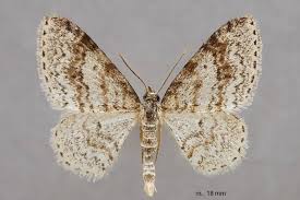 Attēlu rezultāti vaicājumam “Hydrelia sylvata”