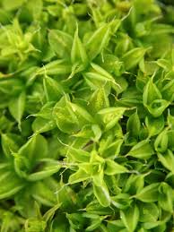 Attēlu rezultāti vaicājumam “Syntrichia papillosa”