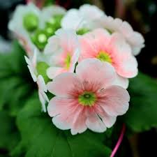Image result for Primula obconica