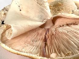 Attēlu rezultāti vaicājumam “Diachea leucopodia stalked”