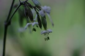 Attēlu rezultāti vaicājumam “Silene nutans flower”