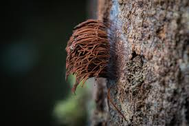 Attēlu rezultāti vaicājumam “Stemonitis splendens macro”