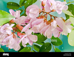 Attēlu rezultāti vaicājumam “Robinia pseudoacacia flower”