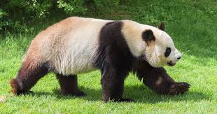 Image result for pandas