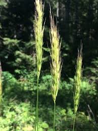 Attēlu rezultāti vaicājumam “Hordelymus europaeus leaf”