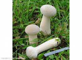 Attēlu rezultāti vaicājumam “Calvatia excipuliformis”