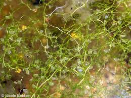 Attēlu rezultāti vaicājumam “Utricularia minor”