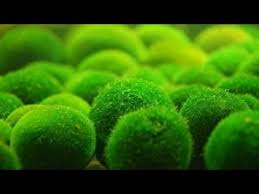 Imagini pentru Cladophora aegagropila