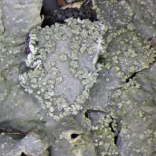 Attēlu rezultāti vaicājumam “Parmelia submontana”