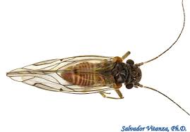 Attēlu rezultāti vaicājumam “Lophozia laxa”