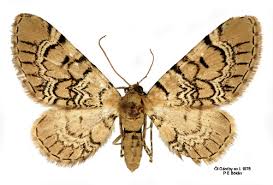 Attēlu rezultāti vaicājumam “Eupithecia venosata”