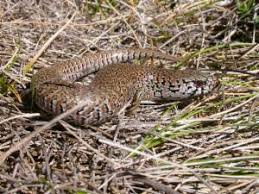 Attēlu rezultāti vaicājumam “Lycogala persicum sessile”