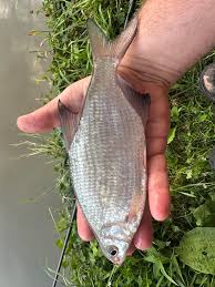 Image result for Blicca bjoerkna